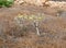 Bush of Euphorbia balsamifera, tabaiba dulce, native to Canary Islands