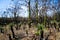 Bush Fire Forest Regeneration