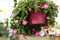 Bush flower pot, pink, green leaves, hanging, natural background