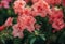 Bush of flowering azaleas