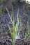 bush flowering Carex Reparia by the river