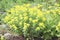 Bush flowering milkweed in the spring flower bed