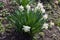 Bush of flowering narcissus with white flowers on flower bed