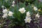 Bush of flowering narcissus with white flowers on flower bed