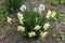 Bush of flowering narcissus with white flowers with yellow corona