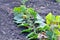 Bush of flowering pumpkin, young branch, vegetables, pumpkin flowers