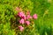 Bush of flowering Rhododendron myrtifolium in Carpathian Mountains