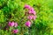 Bush of flowering Rhododendron myrtifolium in Carpathian Mountains