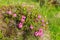 Bush of flowering Rhododendron myrtifolium in Carpathian Mountains