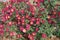 Bush of flowering ruby red and yellow Chrysanthemum