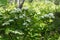 Bush flowering Spirea white lat. Spiraea alba grows in the forest