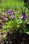 Bush of flowering violets