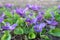 Bush of flowering violets on the background