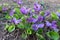 Bush of flowering violets on the background