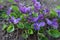 Bush of flowering violets on the background