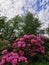 A bush with flowers and buds of pink-lilac Makino rhododendron Latin: rhododendron makinoi Tagg against the background of trees