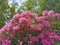 A bush with flowers and buds of pink-lilac Makino rhododendron Latin: rhododendron makinoi Tagg against the background of trees