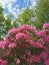 A bush with flowers and buds of pink-lilac Makino rhododendron Latin: rhododendron makinoi Tagg against the background of trees