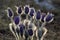 Bush of Flowers Pasqueflower