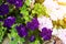 Bush of flowers of violets in the garden. Romance, love gardening and farming