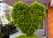 Bush in the form of heart