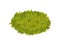 Bush in the form of an oval. Vector illustration on white background.