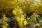 Bush of forsythia in bloom in March