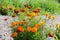 Bush of French marigold with orange and red flowers