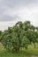 Bush with fresh bloom of wild rose, brier or Rosa canina flower in the garden