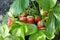 Bush of fresh ripe and unripe strawberry in the garden