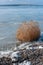 A bush frozen into the ice near the shore of the frozen Tiligul estuary, Odessa region