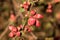 Bush in the garden blooming in red flowers