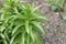 The bush of a garden lily. Fritillaria imperialis. Daylily sprout on a fonzemly. One of the stages of the flower growth is the Tsa