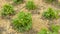 Bush garden strawberry blossoms. Wood shavings