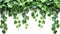Bush Grape and Three-Leaved Wild Vine Border - Cayratia Trifolia Liana Ivy Plant on White Background with Clipping Path