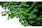 Bush grape or three-leaved wild vine liana ivy plant bush, nature frame jungle border Generative AI.