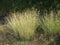 Bush grass