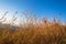 Bush Grass Detail Blue Color