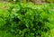 A bush of green leaves of horseradish in the garden in the village