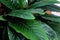 Bush of green leaves of spathiphyllum closeup