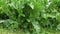 Bush green plant horseradish