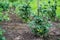 Bush of green tomatoes tied to a wooden stick, organic food grown on own field, Ukraine