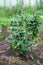 Bush of green tomatoes tied to a wooden stick, organic food grown on own field, Ukraine