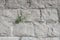 A bush of greenery grew on a stone wall. The concept of stamina and survival.