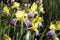 Bush of growing iris flowers with yellow and violet petals