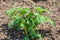 A bush of growing potatoes. Growing garden vegetables. An irreplaceable food product