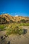 Bush Growing in Sandy Canyon