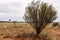 Bush growing on scanty stony soil. Red center in the Australian desert, outback in Northern Territory, Australia