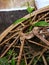 A bush grows naturally across the middle of the scrap metal wheel