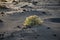 Bush grows on volcanic lapilli eart in Timanfaya national park